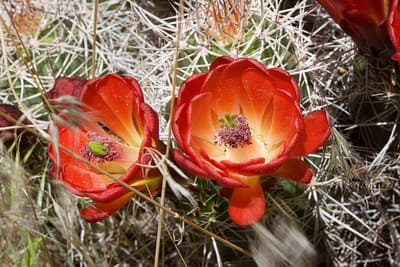 Cactus Flower Lotion